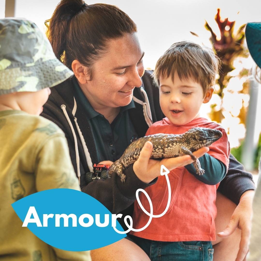 Armour the shingleback lizard