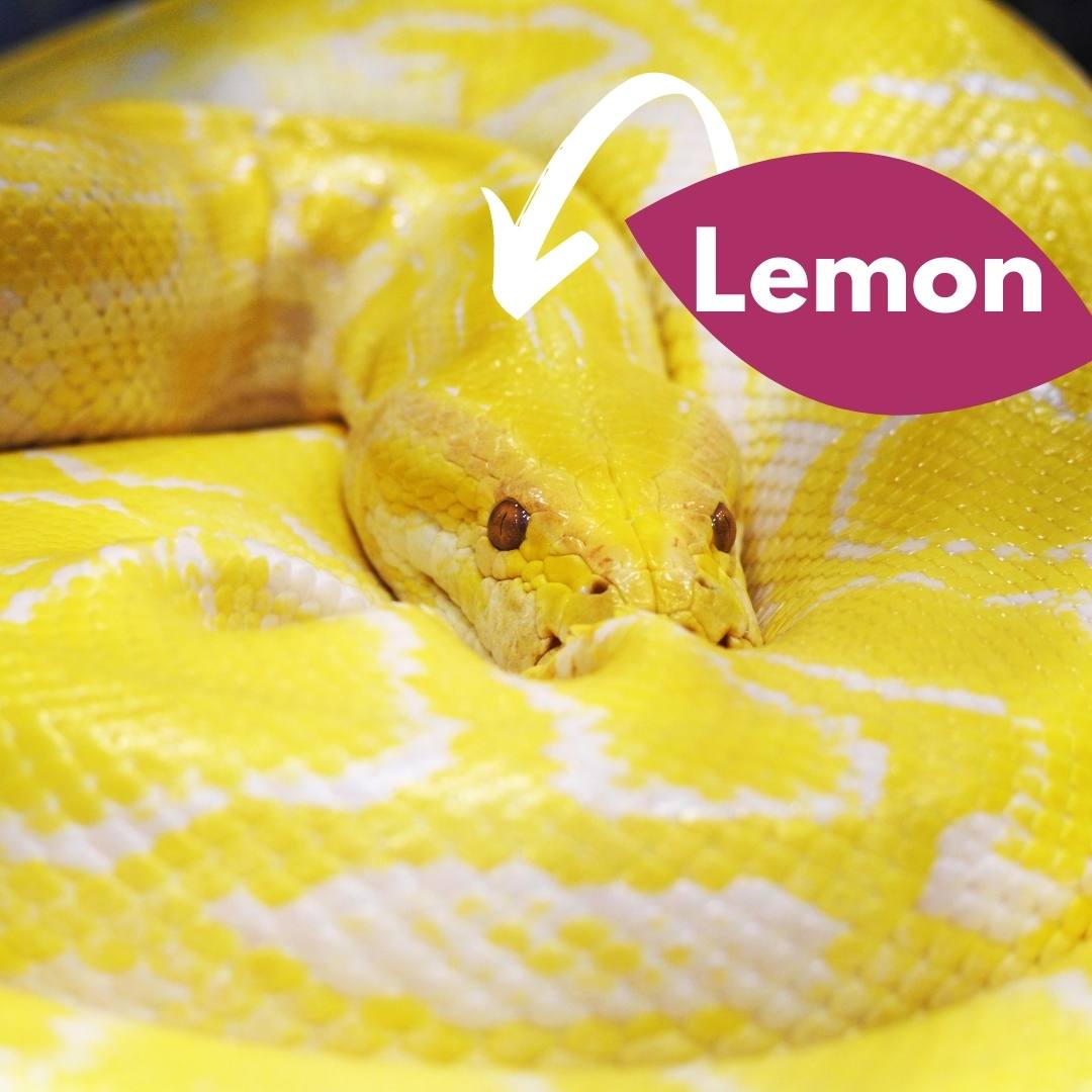 Lemon the albino python