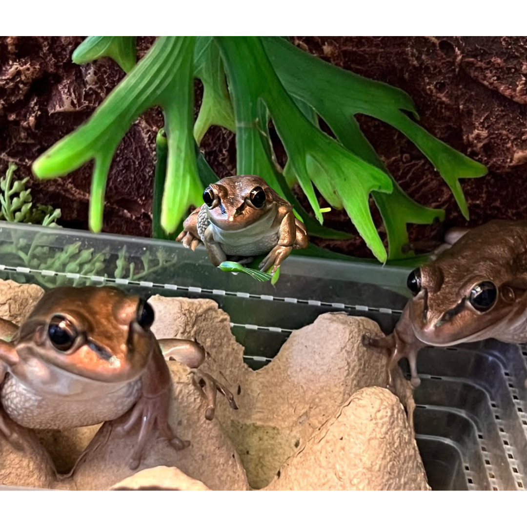 Brown Tree Frogs