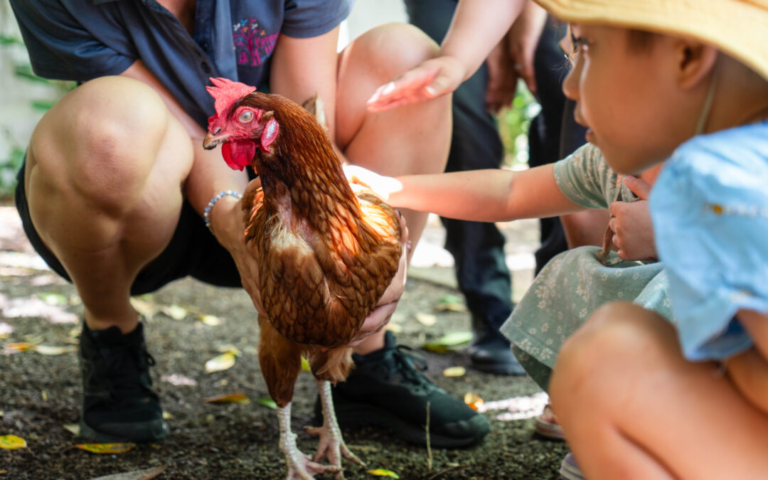 A child patting a chicken at Kenmore Hills Early Learning