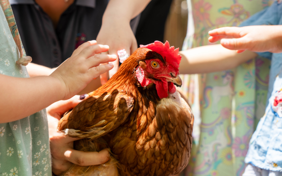 Chicken